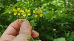 Geum × macneillii