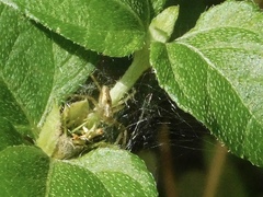 Oxyopes salticus