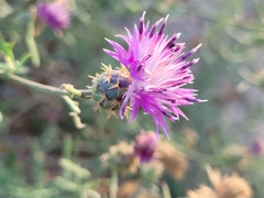 Centaurea aspera aspera