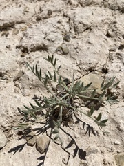Oxytropis besseyi fallax