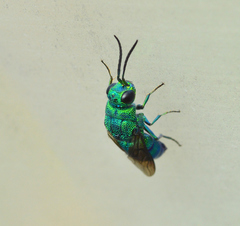 Chrysis smaragdula