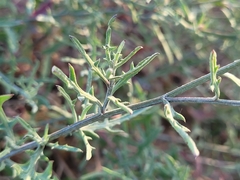 Centaurea aspera aspera
