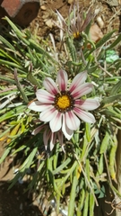 Gazania