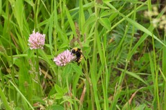 Bombus borealis