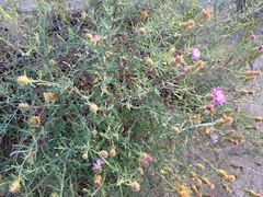 Centaurea aspera aspera