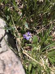 Viola labradorica