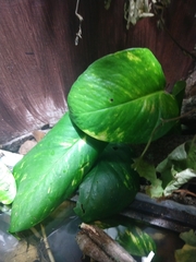 Epipremnum aureum