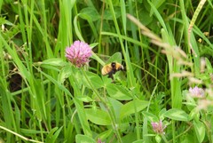 Bombus borealis