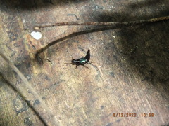 Philonthus caeruleipennis