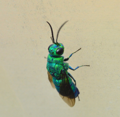 Chrysis smaragdula