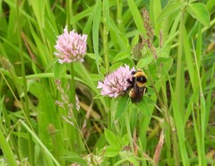 Bombus borealis