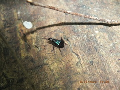 Philonthus caeruleipennis