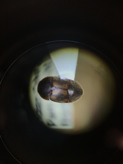 Colopterus maculatus