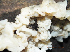 Philonthus caeruleipennis