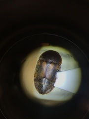 Colopterus maculatus