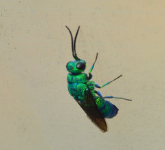 Chrysis smaragdula
