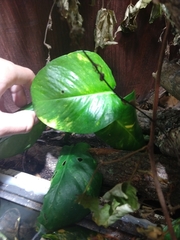 Epipremnum aureum