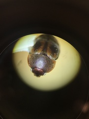 Colopterus maculatus