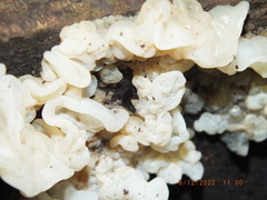 Philonthus caeruleipennis