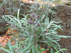 Buddleja loricata