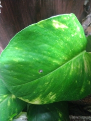 Epipremnum aureum