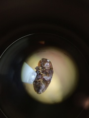 Colopterus maculatus