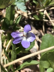 Viola labradorica