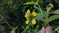 Geum × macneillii