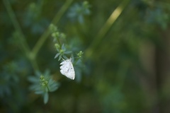 Xanthorhoe montanata