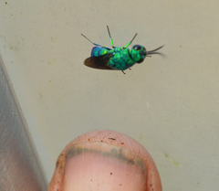 Chrysis smaragdula