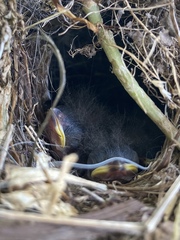 Thryothorus ludovicianus