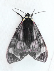Dysschema cerialis
