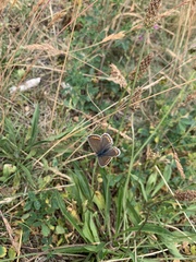 Polyommatus icarus
