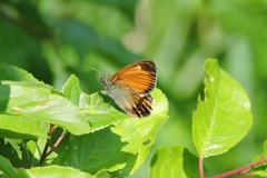 Coenonympha