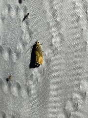 Dichrorampha bittana