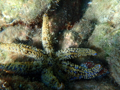Haliotis tuberculata