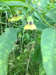 Physalis longifolia subglabrata