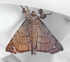 Olceclostera reperta