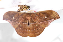 Copaxa moinieri