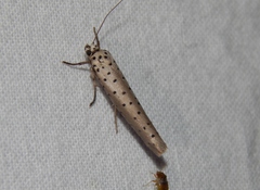 Yponomeuta fumigatus
