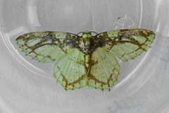 Nemoria ozalea