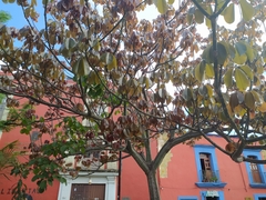 Pseudobombax ellipticum