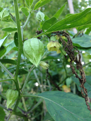 Physalis longifolia subglabrata