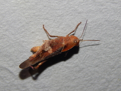 Humbe tenuicornis