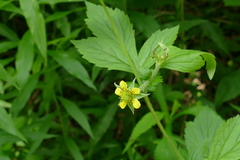 Geum × macneillii