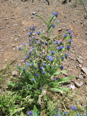 Echium vulgare
