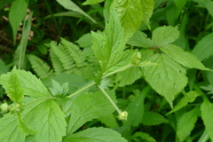 Geum × macneillii