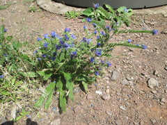 Echium vulgare