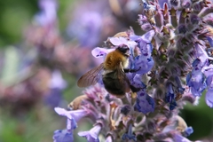 Bombus pascuorum