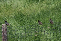 Sturnus vulgaris